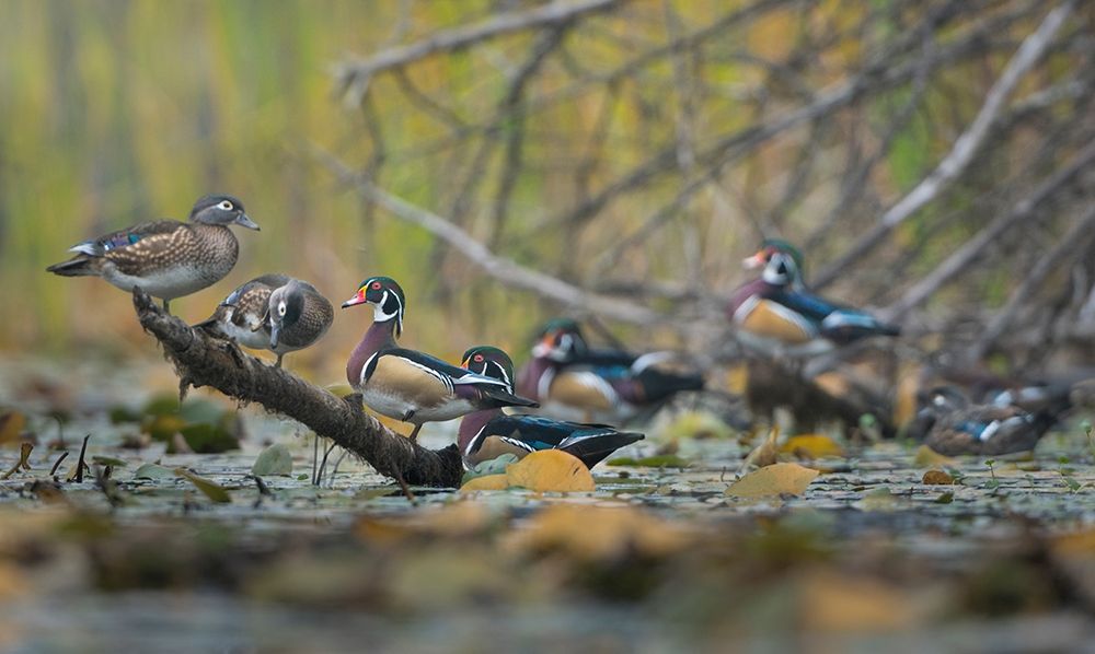 Washington State Wood Ducks (Aix sponsa) flock roosts on a quiet pond Seattle